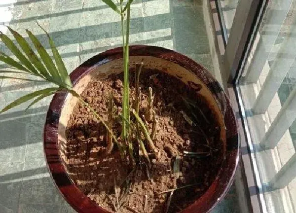 植物换土|凤尾竹换土时间和方法