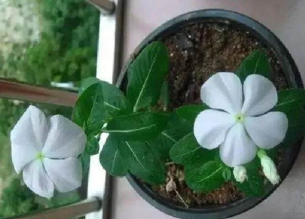 植物换土|长春花换土时间和方法