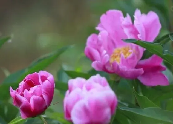 种植管理|芍药花几月份种植最好 什么季节种合适