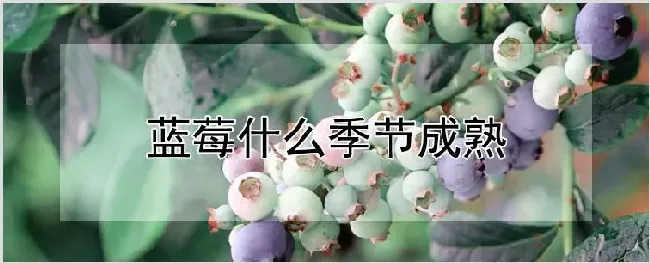 蓝莓什么季节成熟 | 种植资料