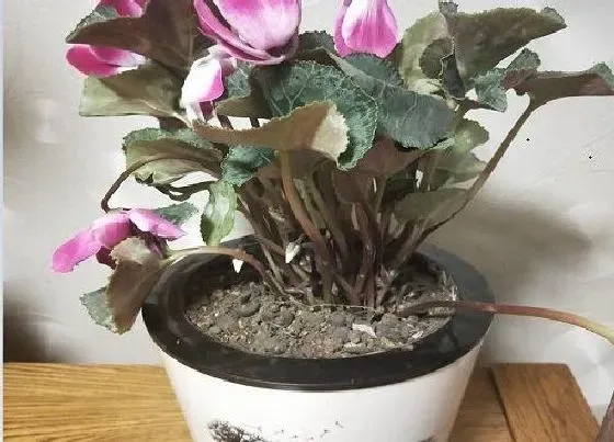 花朵诊疗|仙客来花蔫了怎么办