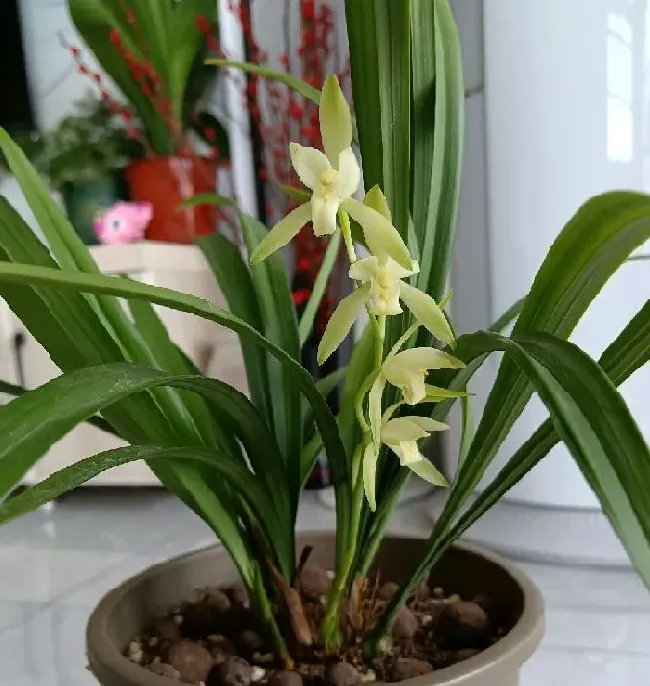植物种类|什么品种兰花最受欢迎卖得最好（市面上什么兰花好养又香）