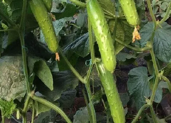 植物施肥|黄瓜浇什么肥料合适