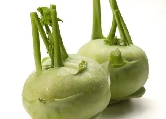 功效常识|苤蓝的功效与作用