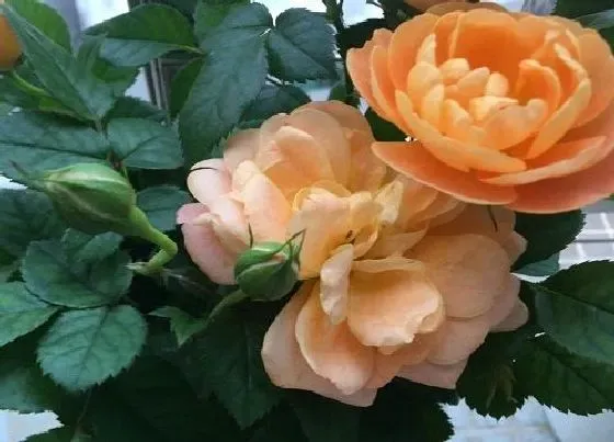 植物百科|玫瑰生长在什么地方