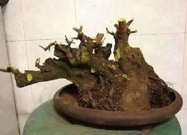 植物生根|金弹子怎么修根