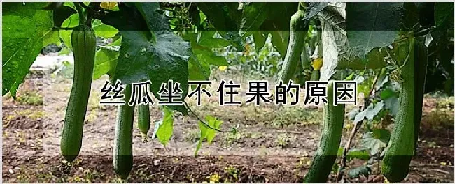 丝瓜坐不住果的原因 | 养殖技术