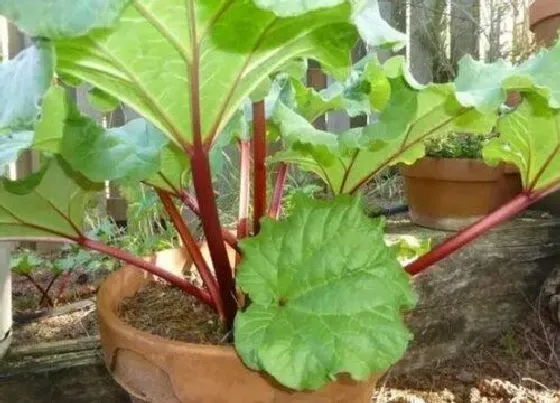 植物施肥|苦瓜用什么肥料最好