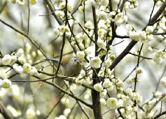 开花时间|绿梅什么时候开花 开花时间在几月份