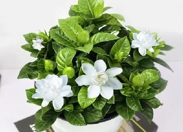 植物浇水|栀子花冬天怎么浇水 冬季浇水的正确方法