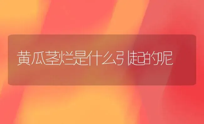 黄瓜茎烂是什么引起的呢 | 蔬菜种植