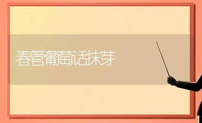 春管葡萄话抹芽 | 瓜果种植