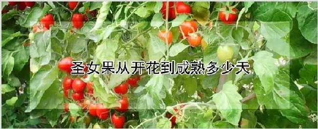 圣女果从开花到成熟多少天 | 种植技术