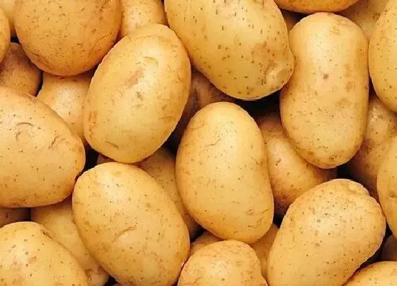 食用常识|土豆含糖量高吗
