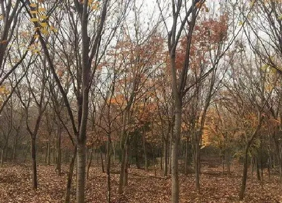 植物修剪|红榉木什么时候剪枝合适