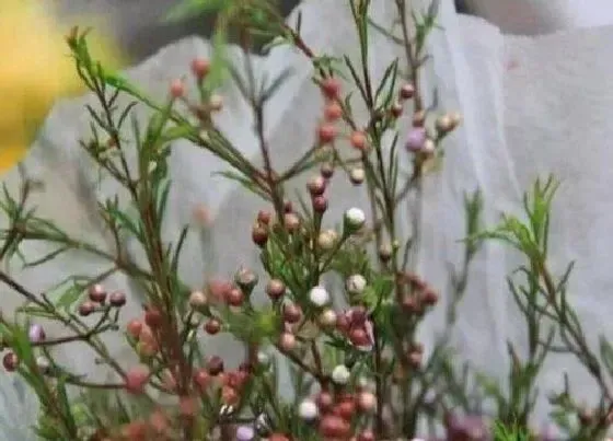 花语|不同颜色澳梅花语