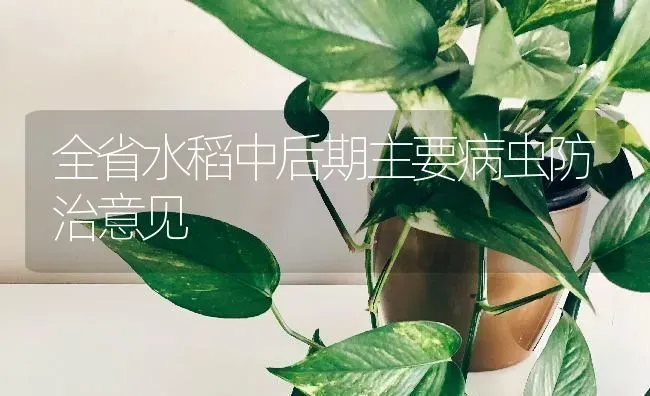 全省水稻中后期主要病虫防治意见 | 粮油作物种植