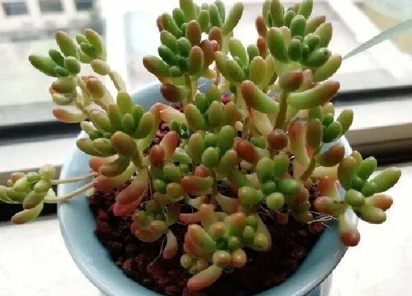 植物移栽|多肉植物什么时候换盆最好 在什么季节换盆合适