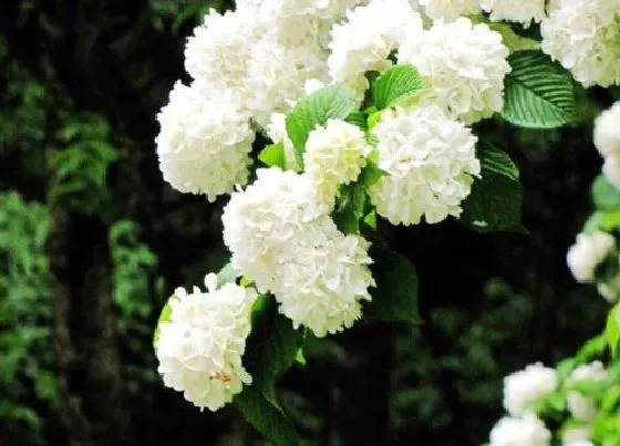 植物毒性|紫阳花有毒吗