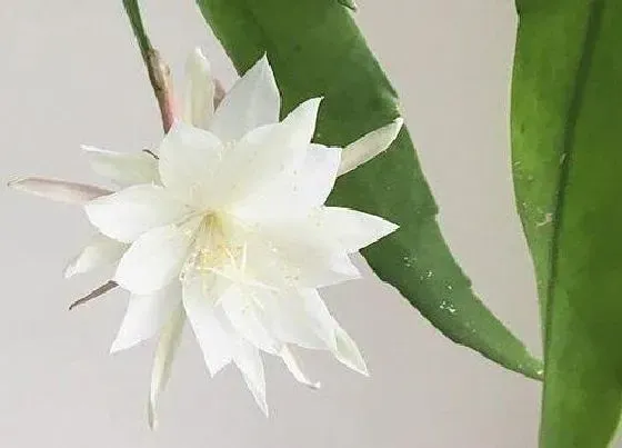 果实保存|昙花可以冷冻保存吗