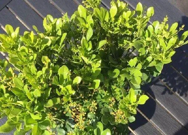 植物移栽|米兰上盆时间与养护方法