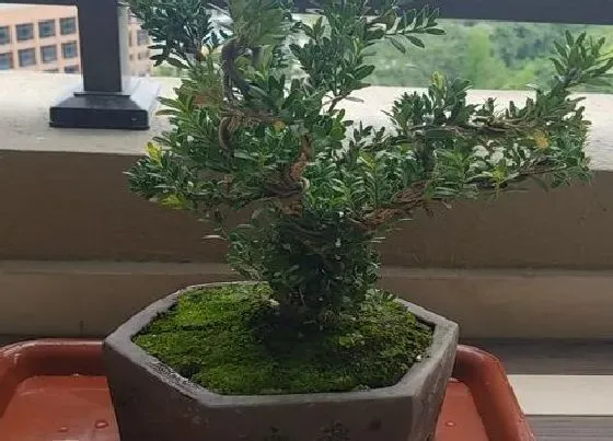 植物修剪|黄杨盆景怎么修剪方法