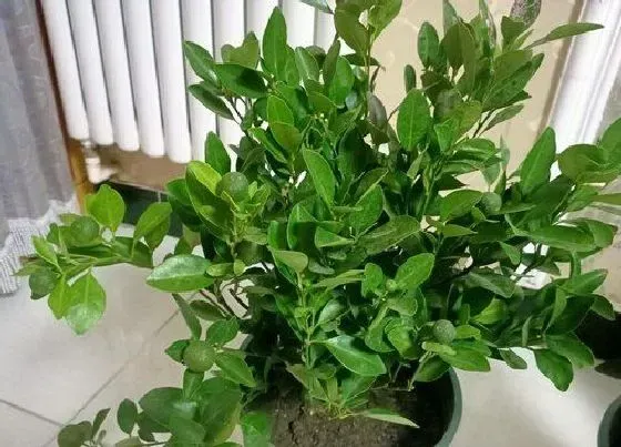摆放常识|商铺门口适合放什么植物