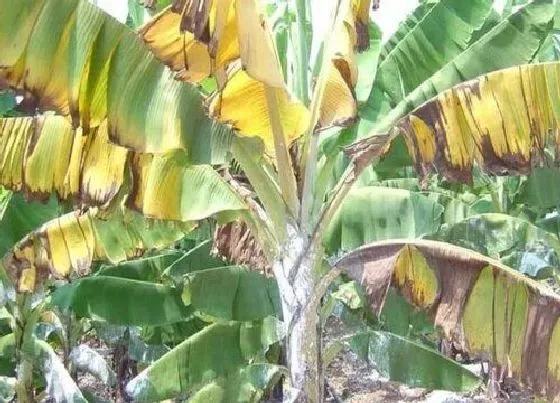 植物病害|香蕉病毒病症状与防治 用什么药好