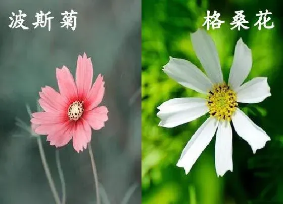 植物种类|波斯菊和格桑花是一种花吗