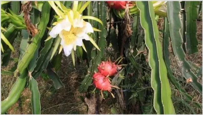 火龙果花期管理要点 | 农业技术