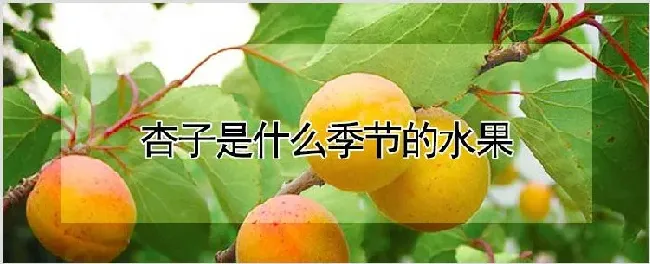 杏子是什么季节的水果 | 自然知识