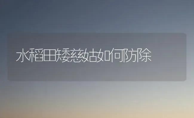 水稻田矮慈姑如何防除 | 粮油作物种植