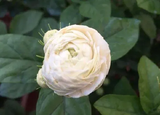 掉叶子|茉莉冬天落叶吗