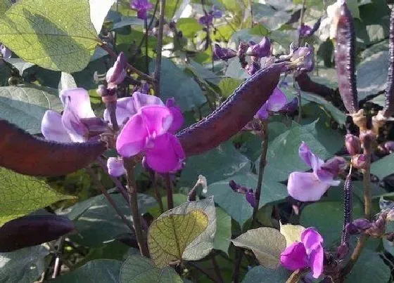 种植方法|梅豆角种植时间和方法 栽培技术要点
