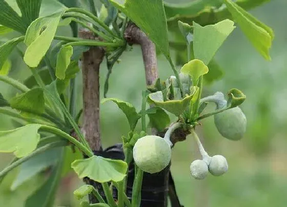 种植管理|白果树几年结果实