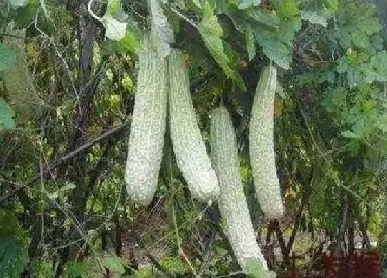 植物施肥|苦瓜用什么肥料最好