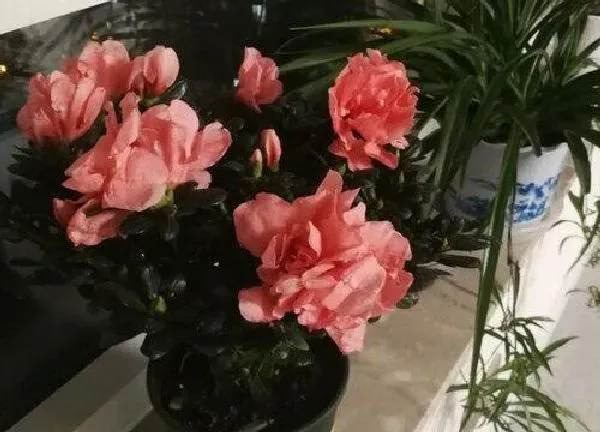 植物浇水|盆栽杜鹃花怎么浇水 浇水方法与技巧
