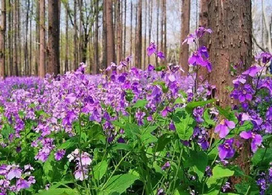 植物播种|二月兰什么时候播种最合适