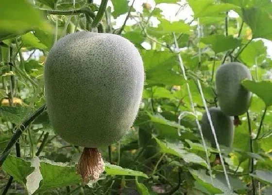 种植百科|冬瓜一年可以种几次 种植冬瓜需多少时间才能结瓜