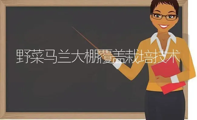野菜马兰大棚覆盖栽培技术 | 蔬菜种植