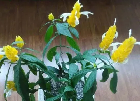 开花时间|黄金塔一年开几次花