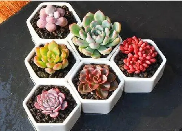 植物移栽|多肉植物什么时候换盆最好 在什么季节换盆合适