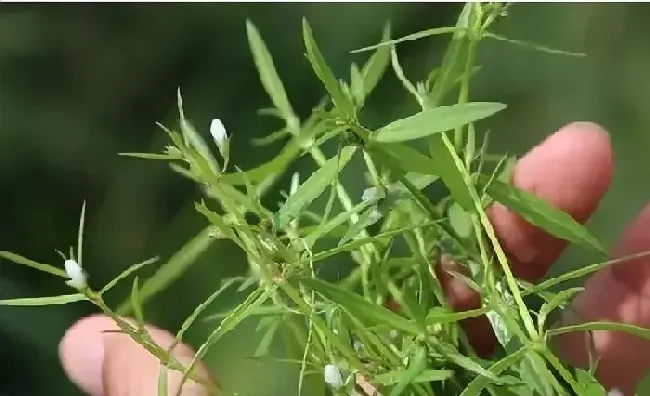 植物百科|水线草和蛇舌草的区别