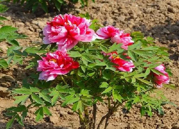 植物移栽|牡丹花什么时候移栽最好 牡丹栽种的最佳时间