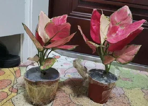 客厅摆放|如意皇后放客厅风水好吗