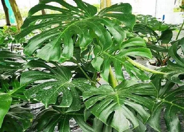 养殖科普|天堂鸟和龟背竹哪个好养 家里养哪个寓意好
