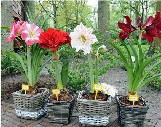 开花时间|重瓣朱顶红一年开几次花 花期多长时间