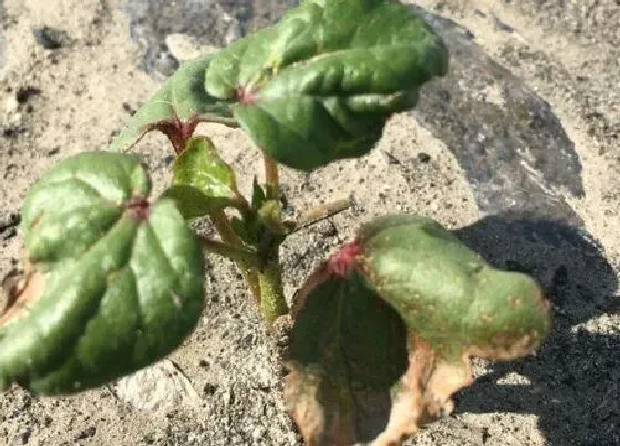 植物虫害|棉花病虫害防治方法与技术措施