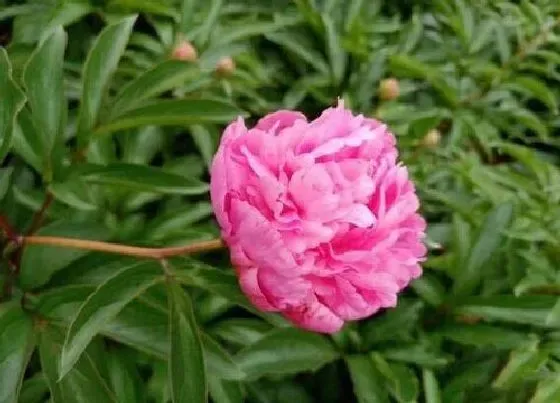 植物香味|芍药花有香味吗 香味是什么味道