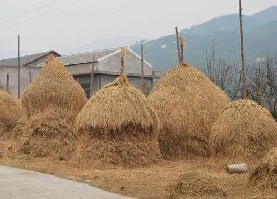 植物百科|稻草是什么草